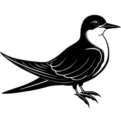 Obraz premium Black bellied tern illustration on white background