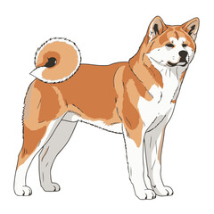 akita head full body, cartoon vector digital art illustration, isolated on trnasparent background