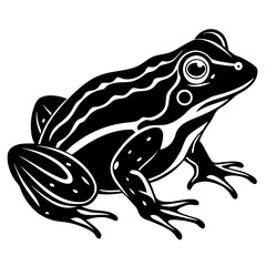 Fototapeta premium Stylized black and white bullfrog illustration on a clean background