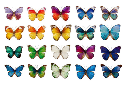 Assorted Colorful Butterflies – Digital Nature Illustration