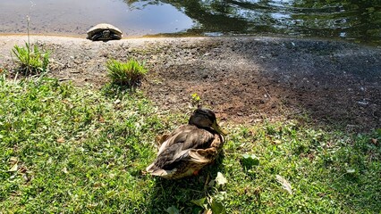 Turtle and duck bask by shimmering pond, whispering tales of dual harmony, World Turtle Day bliss, nature's zen