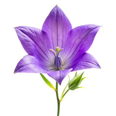 Open Purple Balloon Flower with Bud and Green Stem on transparent background . Black Background bellflower platycodon grandiflorus