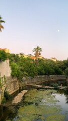 Tranquil urban oasis with lush palm trees at twilight, evoking World Environment Day serenity, hidden in cityscape whispers