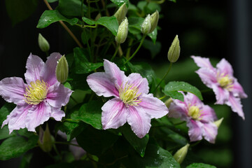 Beautiful pink clematis. Blooming clematis with blurred background of the green garden. Seasonal summer background