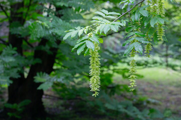 Branches with flowering catkins of Caucasian Walnut or Pterocarya Fraxinifolia tree