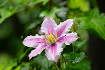 Beautiful pink clematis. Blooming clematis with blurred background of the green garden. Seasonal summer background