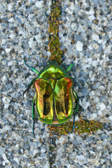 Tokyo, Japan - Oct 13 2024, A close-up view of the Flower chaser beetle in green with a metallic bronze sheen on a background of stone tiles, Tokyo, Japan