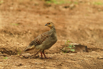 Juvenile Grey Francolin, ground-dwelling birds, foraging in the arid grasslands. A master of camouflage, the Grey Francolin forages for seeds and insects in the dry, scrubby plains of the Indian.
