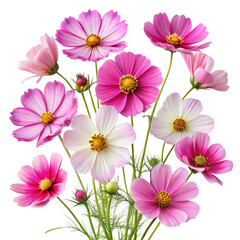Pink and transparent background . White Cosmos Flowers with Green Stems and Leaves on Black Background floral