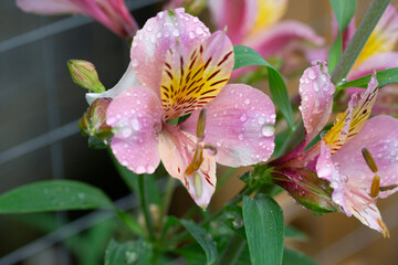 Pink Alstroemeria close-up, known as the Peruvian lily in the garden, selective focus. Spring floral pink background.
