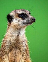 Close-up portrait of a meerkat