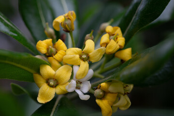 Fototapeta premium Pittosporum tobira Yellow and white flowers macro photo. known by many common names including Australian laurel,Japanese pittosporum, mock orange, and Japanese cheese tree, is a species of sweet
