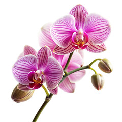 Obraz premium Pink and transparent background . white striped orchid flowers and buds on a black background stripes