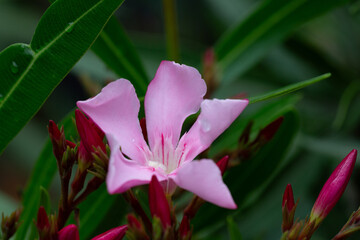 A beautiful pink oleander blooming in the spring