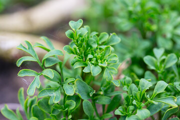 A beautiful graveolens route in the backyard.