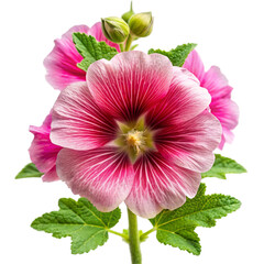 Pink hollyhock flowers with green leaves and buds on a transparent background . transparent background petals stripes