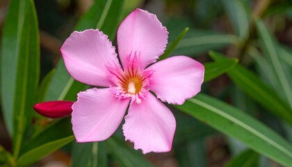 A close-up of a vibrant, delicate pink oleander flower, showcasing intricate details of its petals and a soft, warm yellow center.