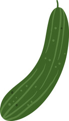 Organic cucumber hand drawn illustration