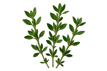 Sprigs of fresh thyme with small green leaves isolated on a transparent background, ideal for food and cooking projects