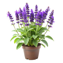 Fototapeta premium Purple Salvia Flowers in a Brown Pot with Green Leaves on a transparent background . Transparent Background purple flower potted plant
