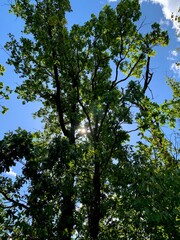 Green tree crowns against a blue sky on a sunny day.