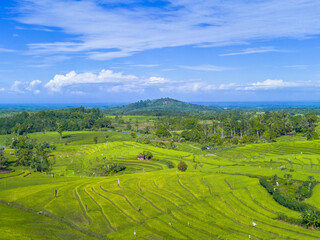 Fototapeta premium Beautiful morning view indonesia, Panorama Landscape paddy fields with beauty color and sky natural light 