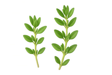 Fototapeta premium Two vibrant thyme sprigs, isolated on a transparent background, ready for culinary or design projects
