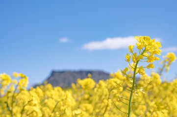 Obraz premium Canola field in Hallasan national park, Jeju, Korea