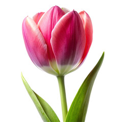 Fototapeta premium Single pink and transparent background . white tulip flower with green stem and leaves on a black background bloom