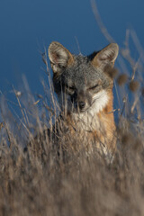 Cute and furry Island Fox lounging in the tall grass soaking up the morning sun and foraging for food