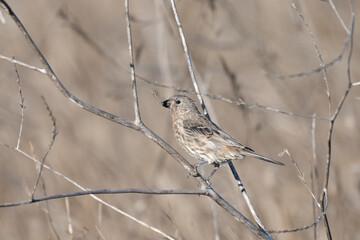 Channel Island song sparrow is firmly perched on a branch with a smaller twig in his beak
