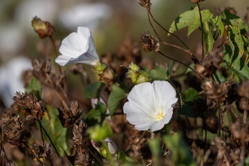 Island Morning Glory flowers bloom only on  Santa Cruz Island of the Channel Islands National Park