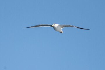 Sea gull soars in the blue sky at Channel Islands National Park in Califonia
