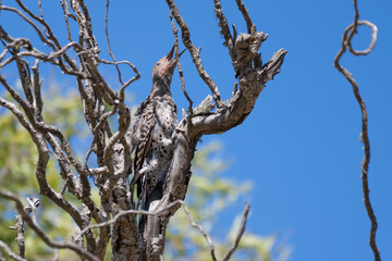 Northern Flicker woodpecker is perched high up on the deadwood tree and calling out for the world to hear