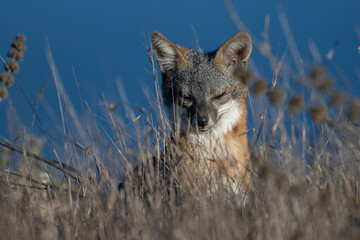 Cute and furry Island Fox feeling the sun with closed eyes while lounging in the tall grass