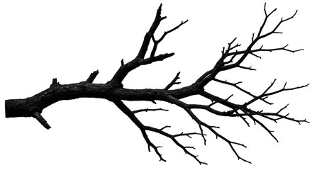 A striking monochrome image of a tree branch silhouetted against a white backdrop