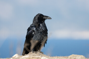 Watchful Raven perches proud upon the Santa Cruz Island bluffs with the beautiful Santa Barbara Channel in the background