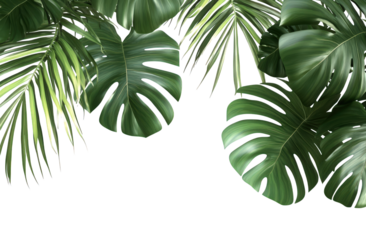 Tropical monstera and palm leaves isolated on transparent background for decoration