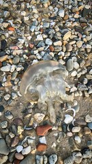 Translucent jellyfish nestled among eclectic pebbles, reminiscent of World Oceans Day, celebrating oceanic mysteries and marine conservation