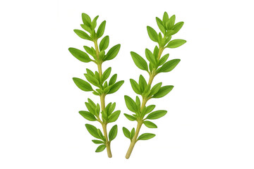 Fototapeta premium Two sprigs of summer savory growing on transparent background, ready to be used in culinary or medicinal applications