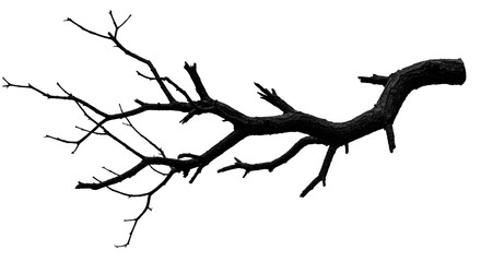 Dramatic silhouette of a bare tree branch against a stark white background