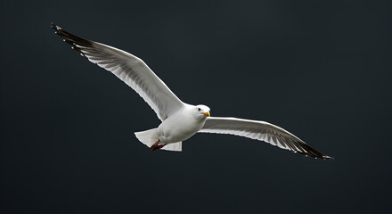 Fototapeta premium Elegant seagull soars gracefully through the sky, wings spread wide open
