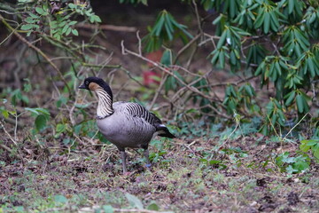 The Hawaiian goose or Nenegans (Branta sandvicensis, syn.: Nesochen sandvicensis)[1] is a true goose (Anserini) belonging to the sea geese (Branta) and is therefore classified in the family of ducks.