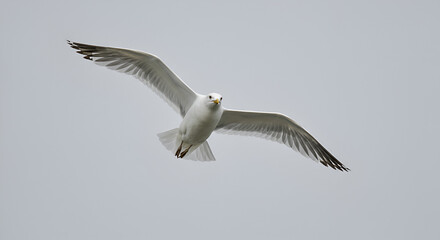 Seagull soars gracefully against a serene sky, wings spread wide overhead