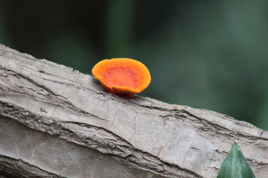 Fungo