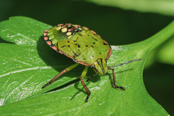 Green shield bug Palomena prasina on parsley leaf close up macro