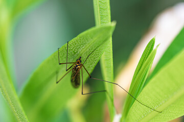 Crane fly Tipulidae resting on green leaf macro close up insect nature