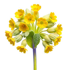 Yellow Cowslip Flowers with Green Stems and Leaves on transparent background . Black Background floral bloom