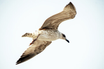 selective close up seagull on the sky