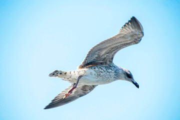 close up seagull in flight